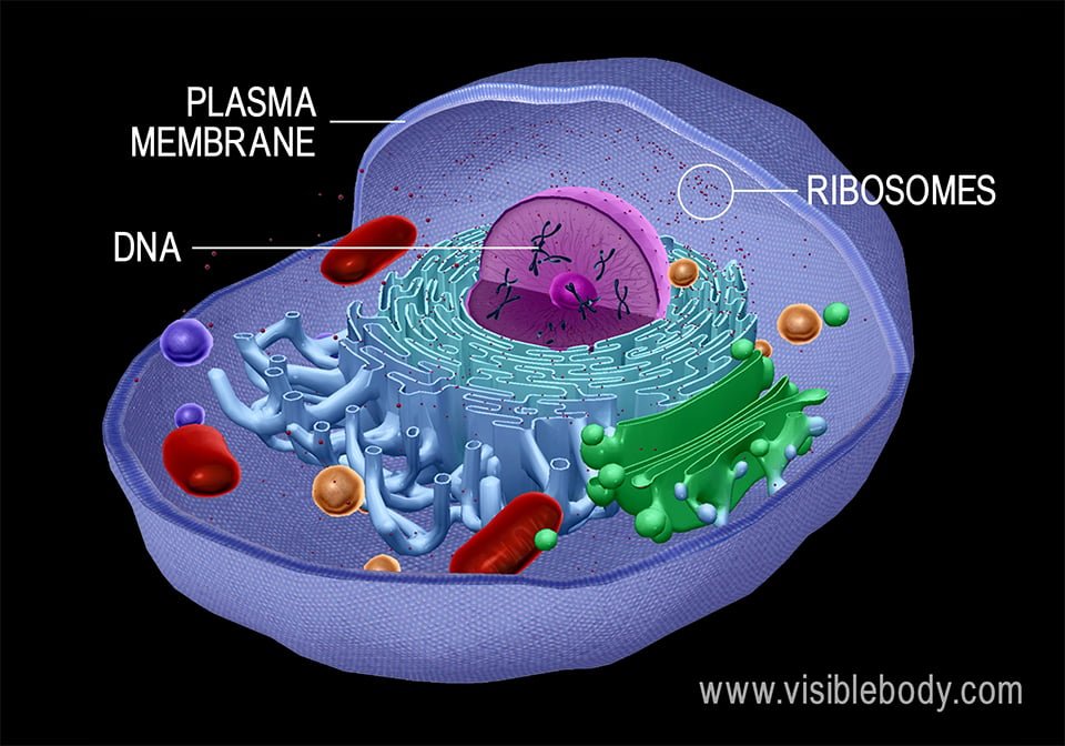 Overview of Cells